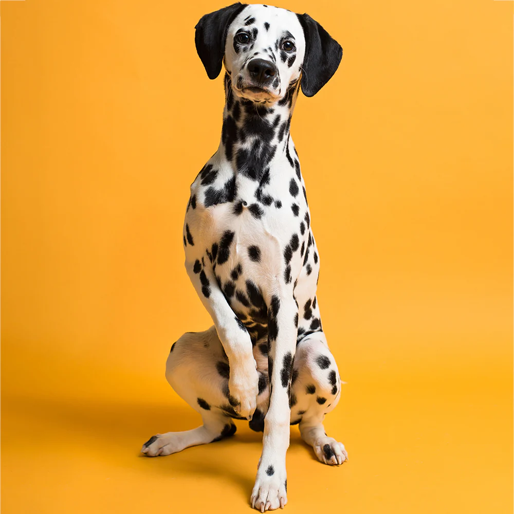 Produktbild 106